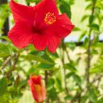 Best Indoor Plants for Spring